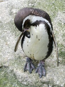 Cute wildlife arctic