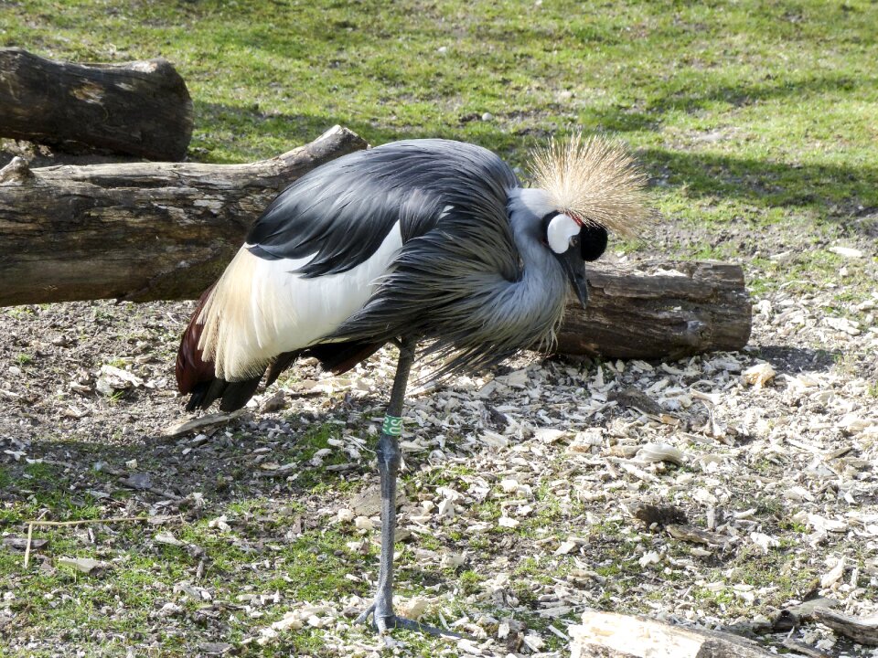 Africa tanzania spring crown