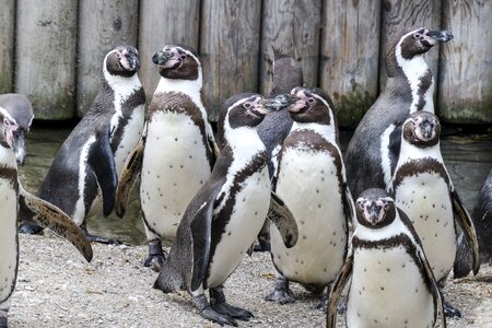 Cute wildlife arctic photo