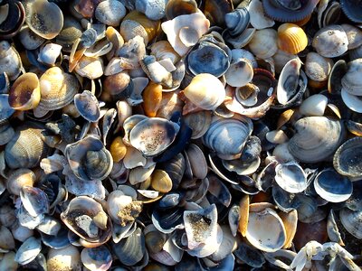 Close shells mussel shells photo