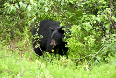 Brown bear canada national park