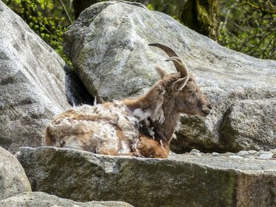 Mammal mountain goat europe