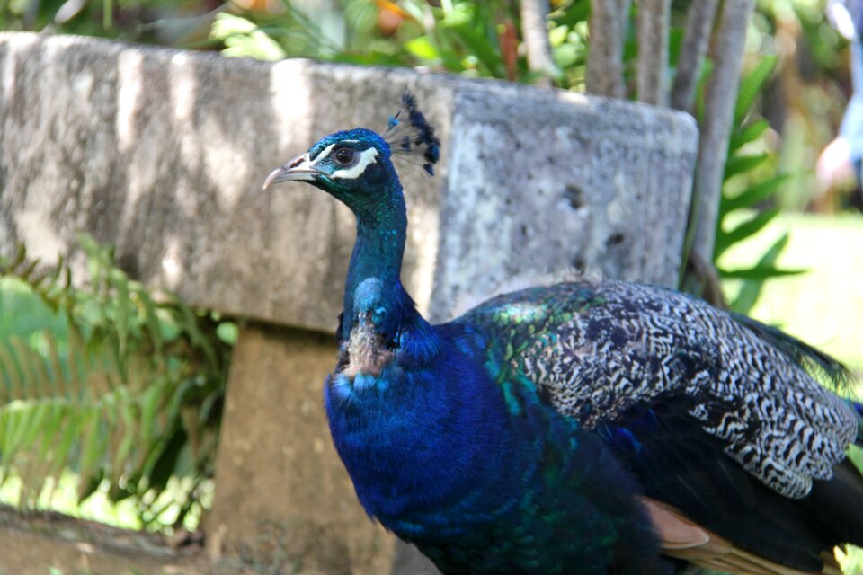 Feather blue animal