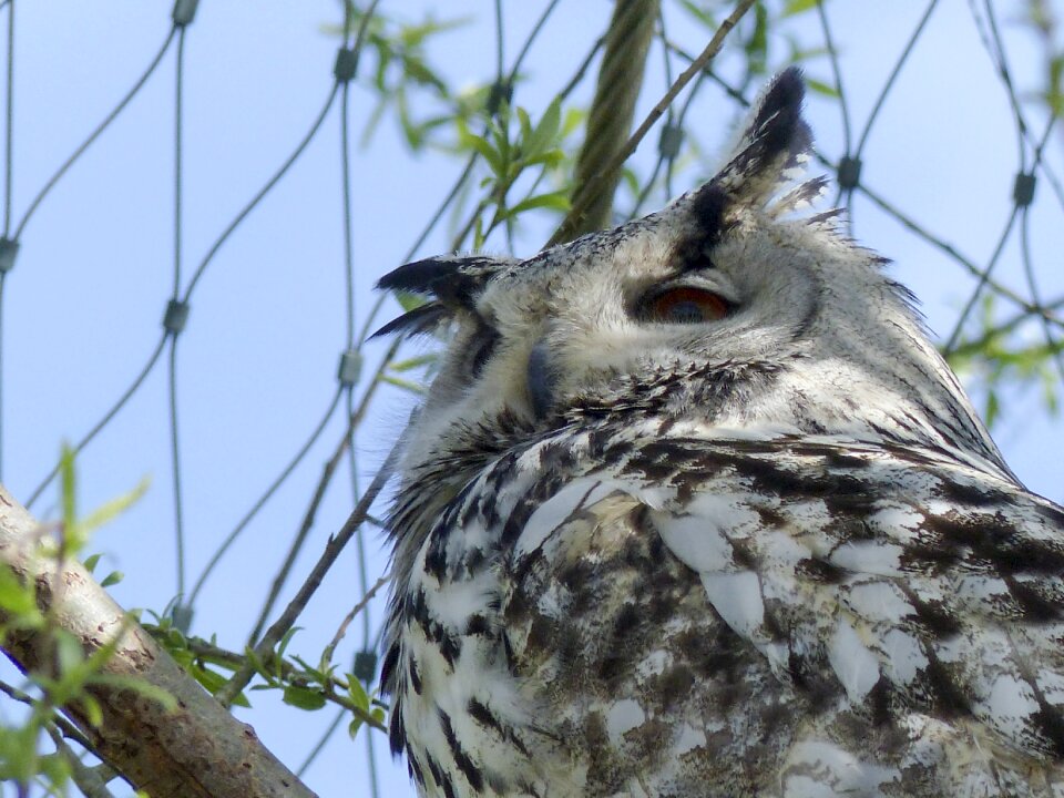 Owl feathered predator