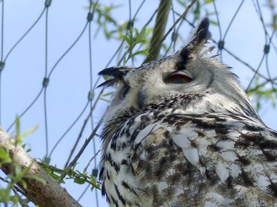 Owl feathered predator
