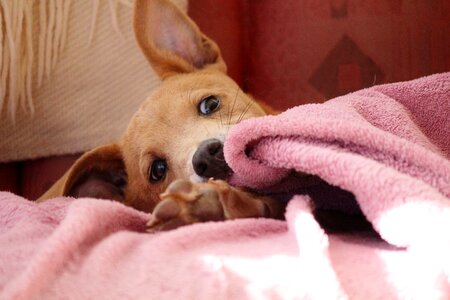 Small dog awakened cheeky