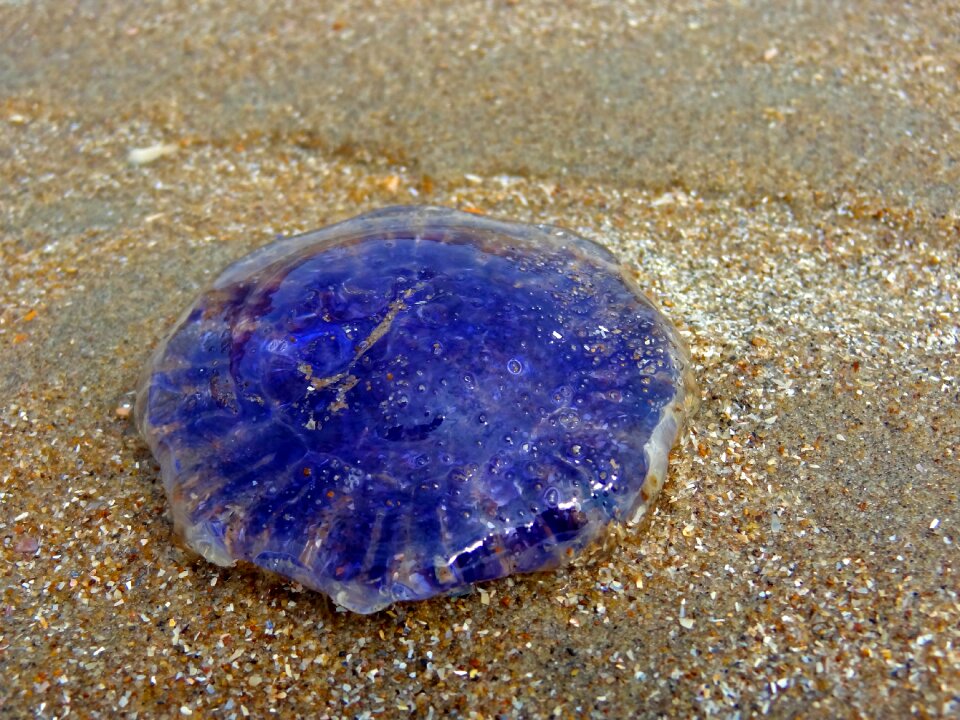 North sea blue sand photo