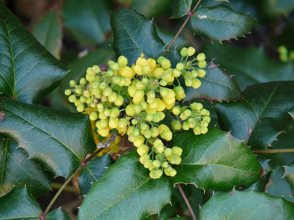 Evergreen strauchart mahogany berberitzengewächs
