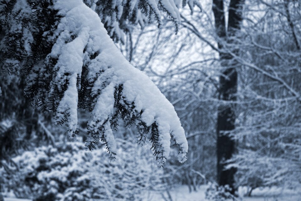 Winter forest cold photo