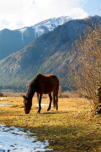 Horse landscape animals