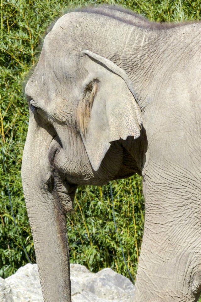 Wildlife mammal asian