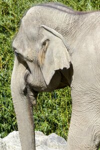 Wildlife mammal asian