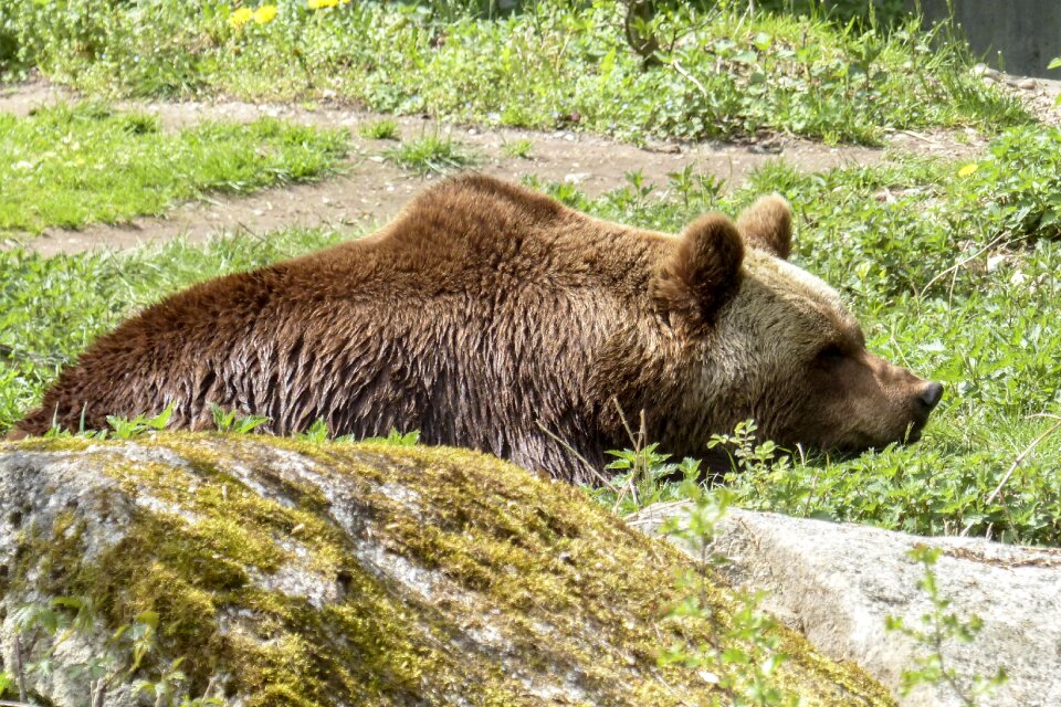 Wild animal natural