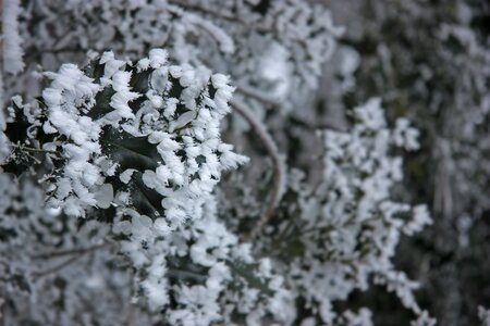 Ice snow holly photo