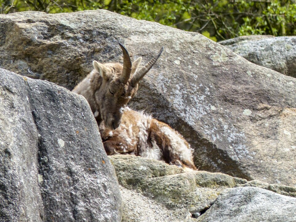 Mammal mountain goat europe