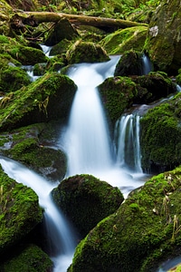 Flowing forest green photo