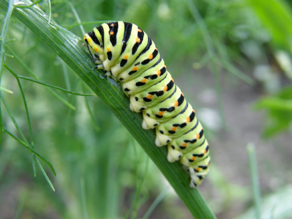 Garden close up butterfly photo