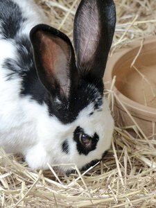 Jack rabbit long eared animal