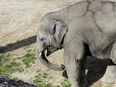 Wildlife mammal asian photo