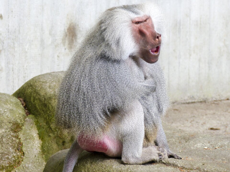 Ape papio hamadryas south east africa