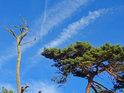 Steppe dying tree death photo