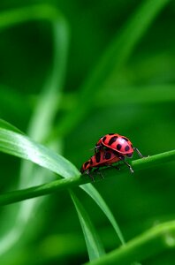 Ladybug coupling macro