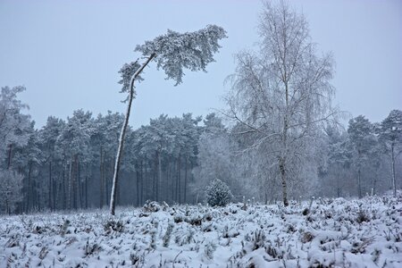 Winter pine forest pine photo