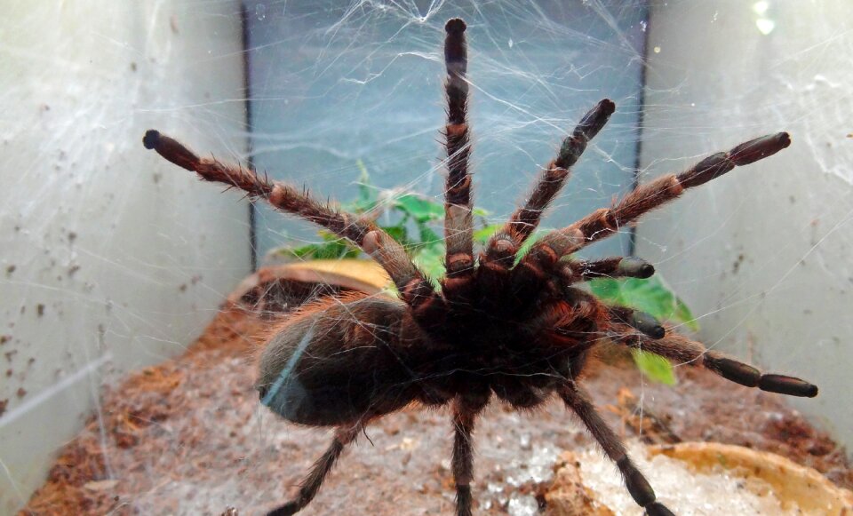 Fear cobweb poison spider