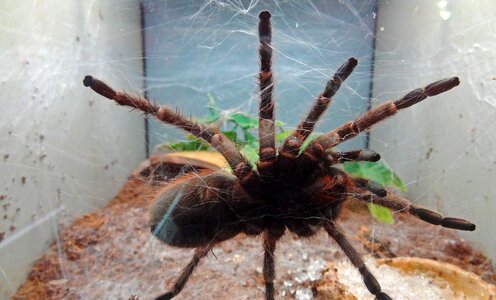 Fear cobweb poison spider