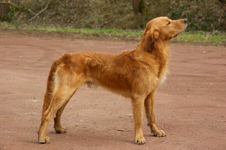 Trusting dog portrait dear