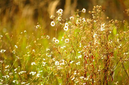 Meadow daisies sunny