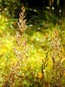 September grass yellow