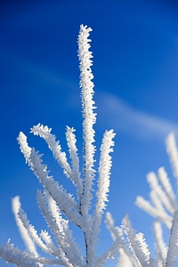 Frost frosty hoar