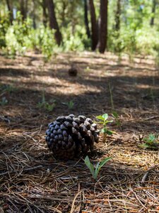 Nature forest soil