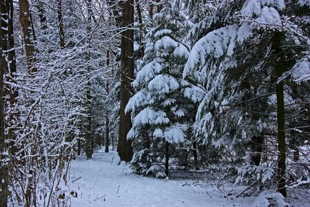 Coniferous forest firs spruce photo