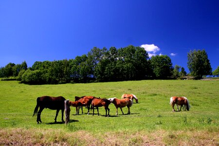 Feast horses herd photo