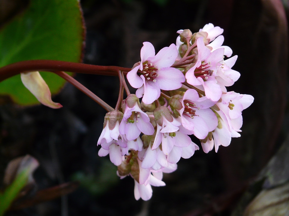 Saxifragaceae herb pink