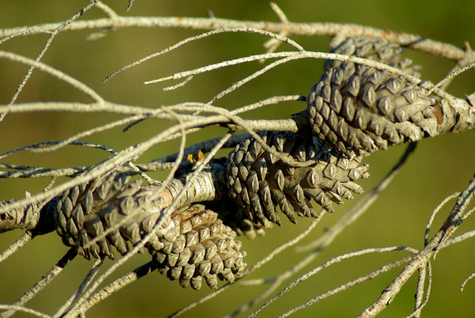 Pinecone dead tree hemang patel