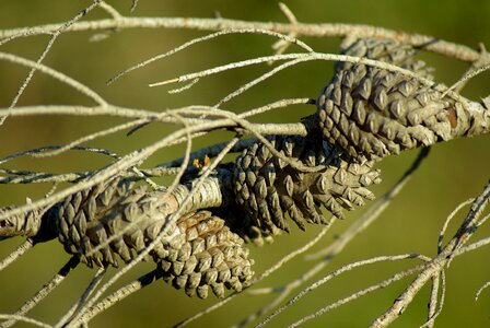 Pinecone dead tree hemang patel