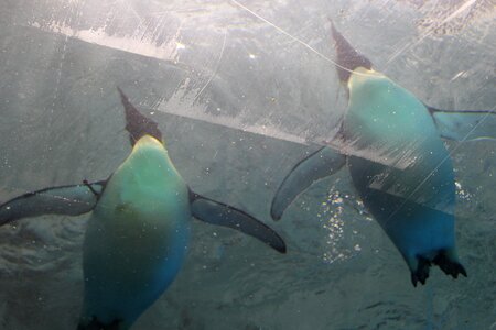 Penguin swim frozen photo