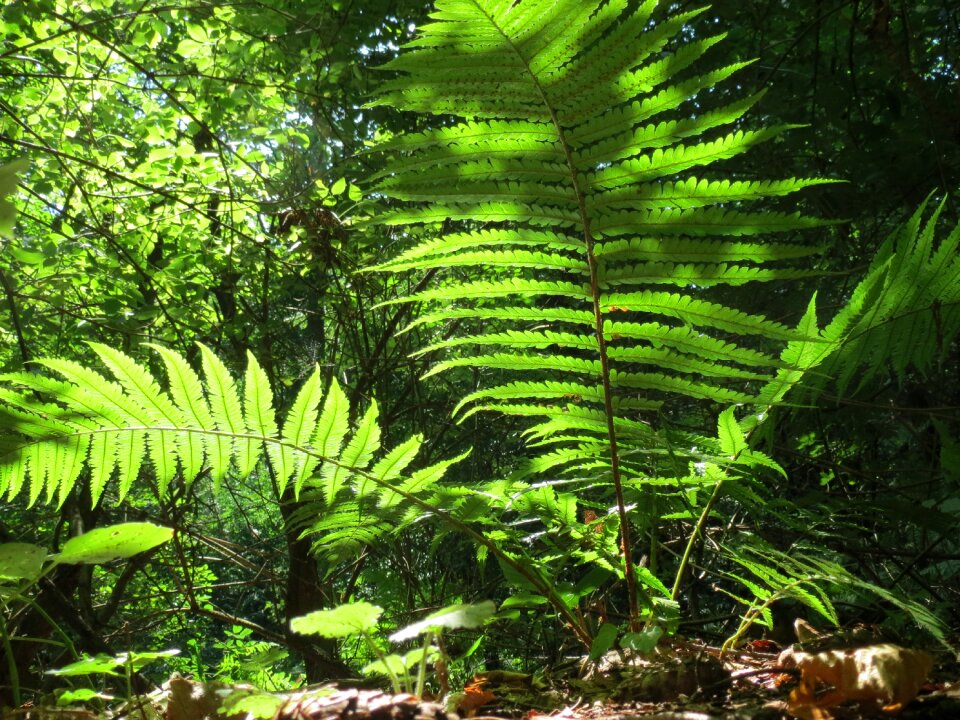 Forest plant nature