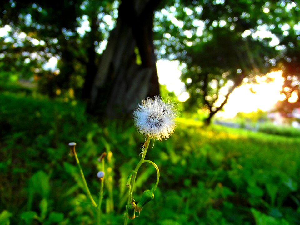 Grass flower nature