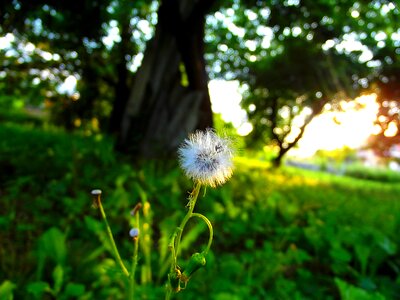 Grass flower nature photo