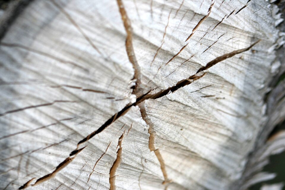 Strain losers wooden