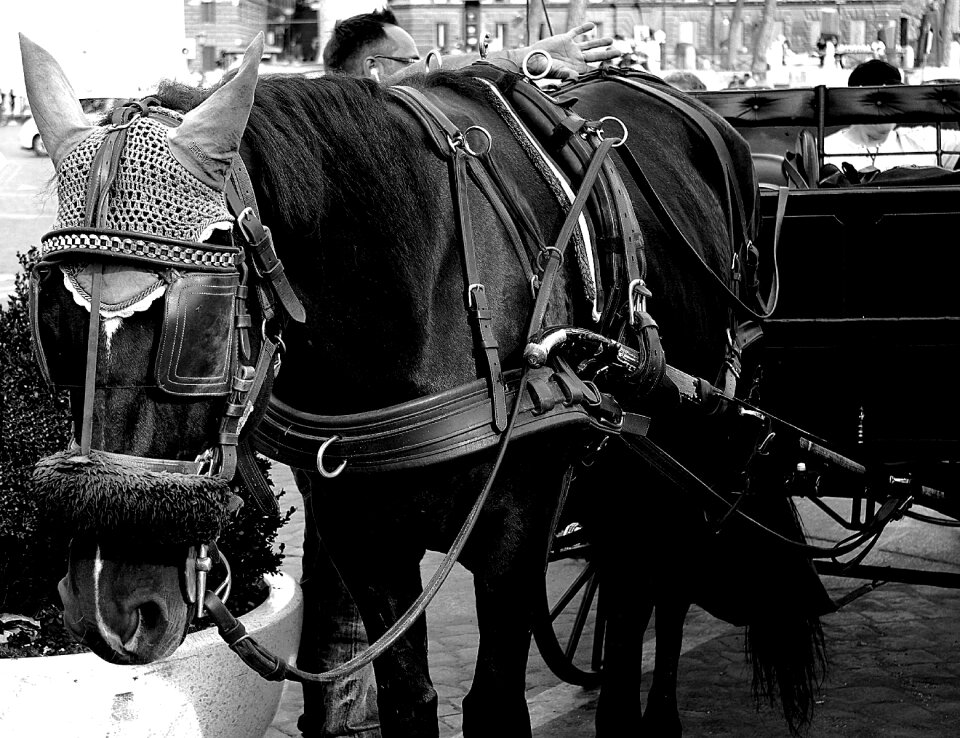 Cooperation sled the coach