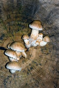 Tree tree fungus tribe
