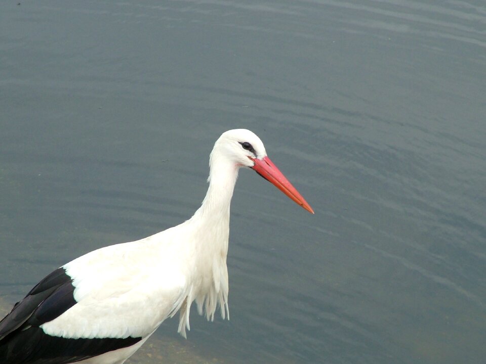 Water animals nature