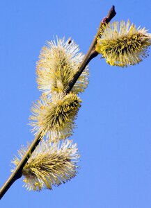 Pasture blossom bloom