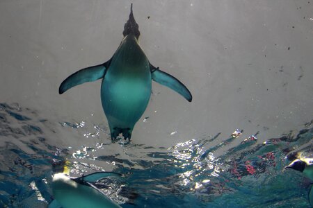 Animal penguin swim photo