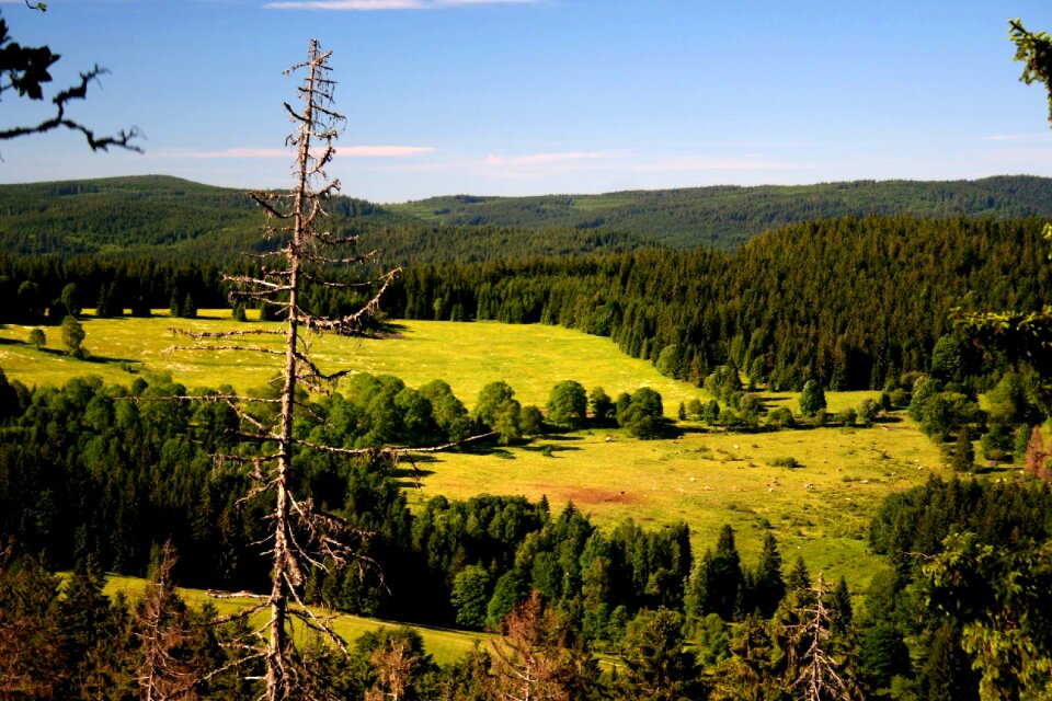Landscape nature forests